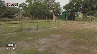 Safari on a Segway at Dade City's Giraffe Ranch screenshot 3