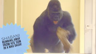 Giant Male Gorilla Running Away From Son In A Mad Dash! | Shabani