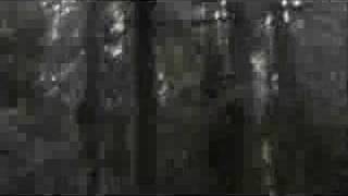 SOU FALL 07 US TOUR SERIES #12: DRIVING THROUGH THE REDWOODS