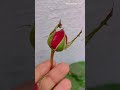 🌹गुलाब लगाने का बेस्ट टाइम..🤔#shortvideo #shortsfeed #viral #gardenplants #ytshorts