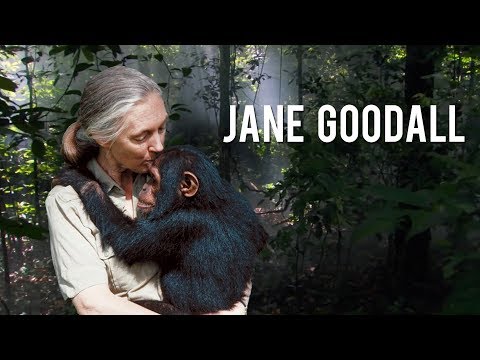 Jane Goodall ir artimiausi žmonių giminaičiai Žemėje || Moterys moksle #9