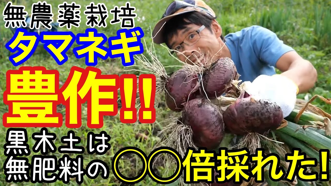 Harvesting onions without mulch, pesticides or chemical