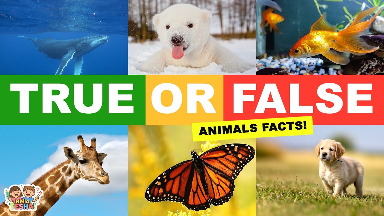 20 True or False Animal Trivia | Kids Learning Quiz | Fun Game For ...