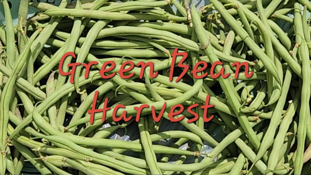 First Green Bean Harvest of the Season greenbeans harvest gardening