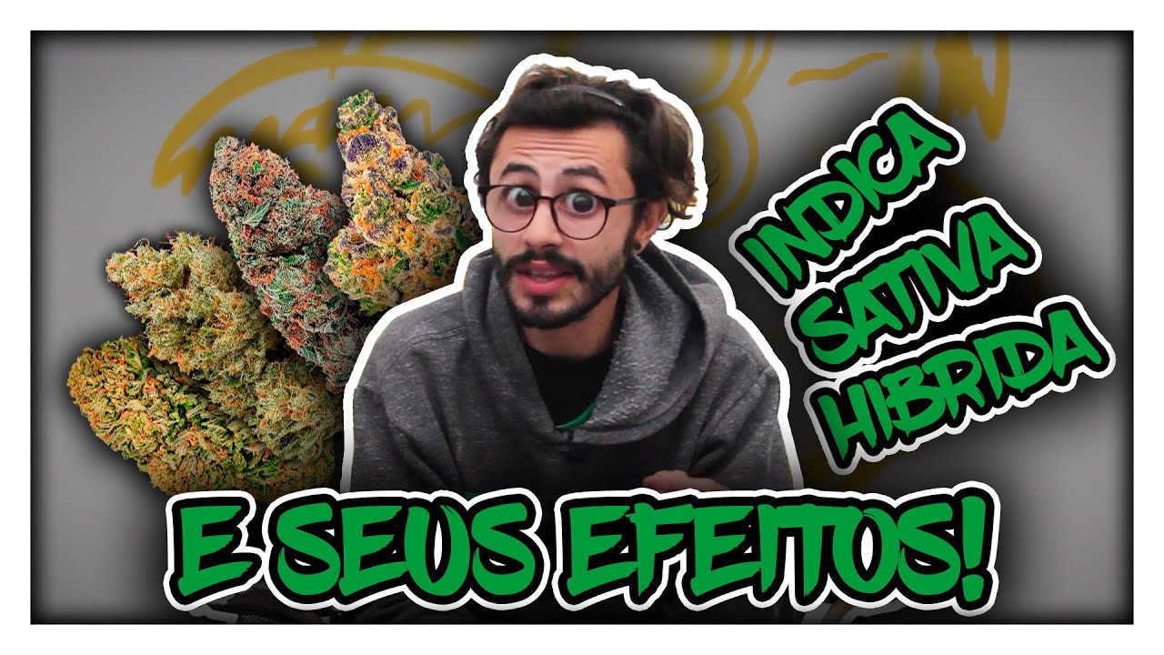 TIPOS DE MACONHA E SEUS DIFERENTES EFEITOS