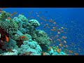 Красное море Египет 2022 / Релакс видео