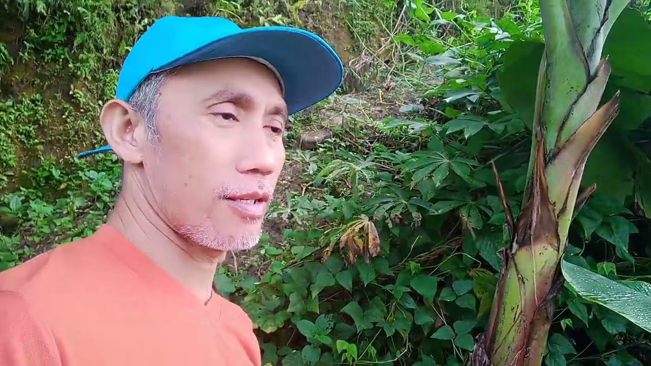 Meumeutik lalapan di pinggiran sawah