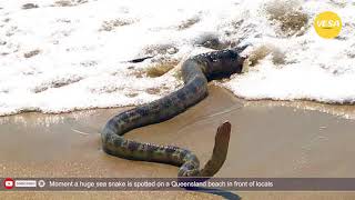 Moment a huge sea snake is spotted on a Queensland beach in front of locals