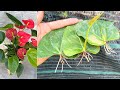 Try growing anthurium leaves in water | anthurium plant