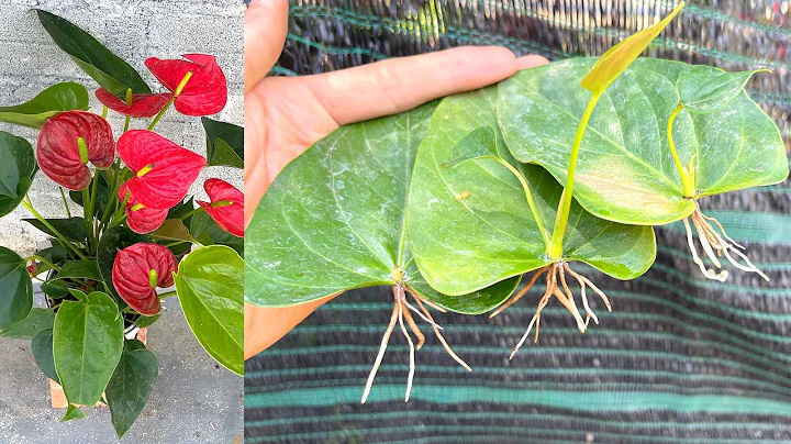 Try growing anthurium leaves in water | anthurium plant - DayDayNews