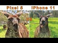 Google Pixel 5 vs iPhone 11 - FUNNY CAMERA TEST with Kangaroos & Koalas 🐨🦘📱