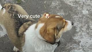 An Interesting Story About Three Stray Dogs !!!🐶🐶🐶 #feeding #stray #dogs by With Love To Animals  599 views 4 months ago 2 minutes, 35 seconds