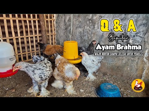 Video: Memelihara Ayam Brahma Terang