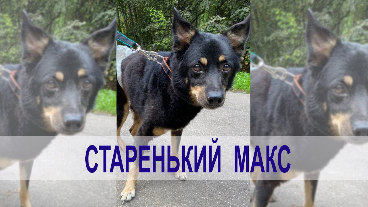 Модуль макс 2 веста