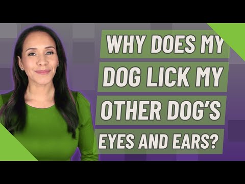 Why Does My Dog Lick My Other Dog’S Eyes And Ears?