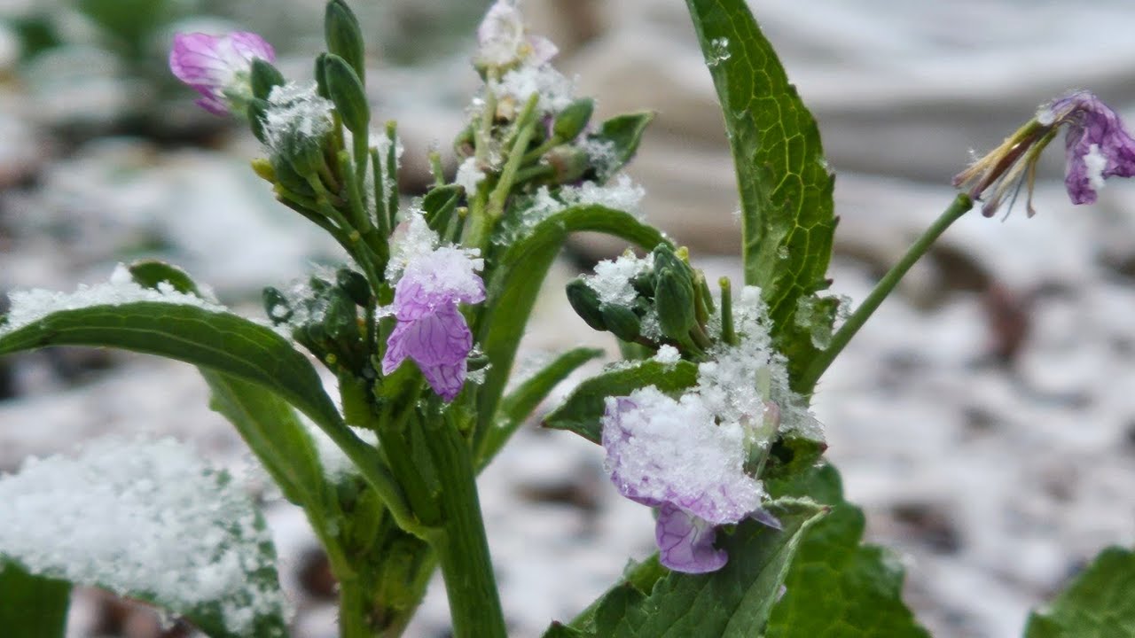 What still grows after freezing temperatures YouTube