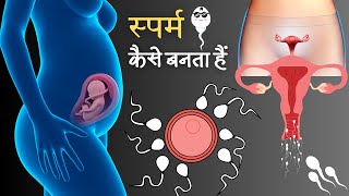 पुरुषों में शुक्राणु कैसे बनता हैं | Male Reproductive System | 3D Animation