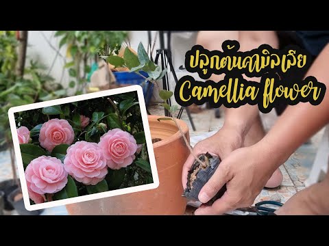 ปลูกต้นคามิลเลียลงกระถาง (Camellia flower)