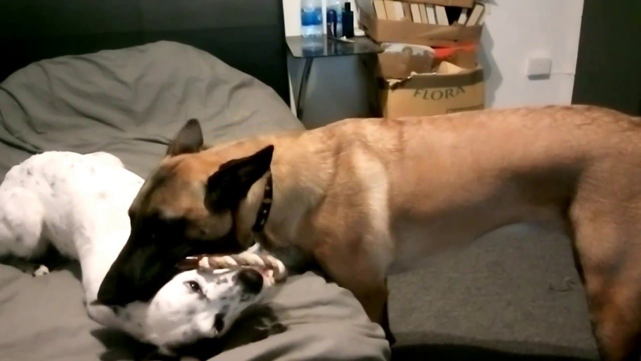 malinois wolf hybrid