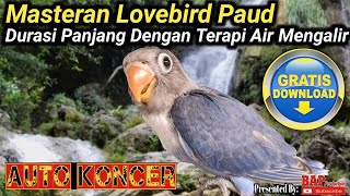 SUARA MASTERAN LOVEBIRD PAUD NGEKEK PANJANG