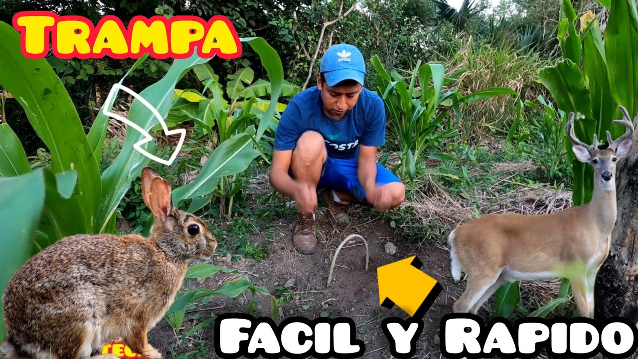 Como se realiza una Trampa Fácil para Captura de conejos y  🦌con un Solo Laso 🤔