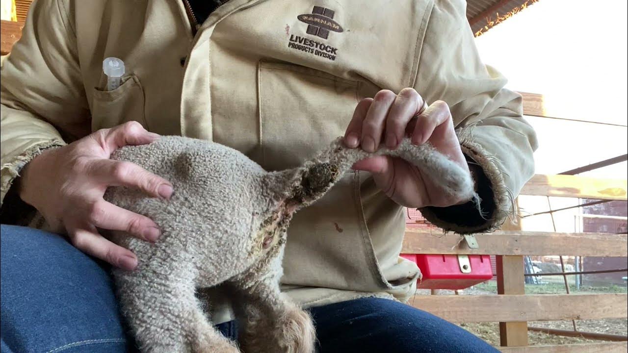 How to Docking Lamb tails YouTube