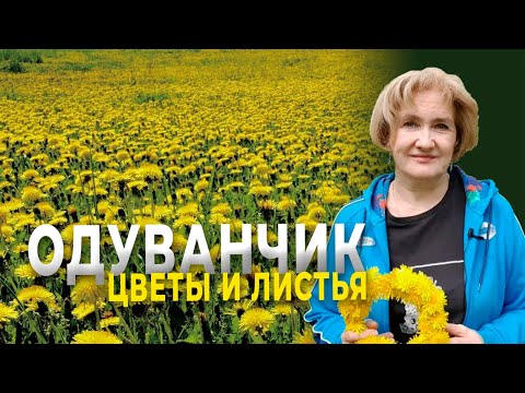 Цветы и листья одуванчика - не проходите мимо!