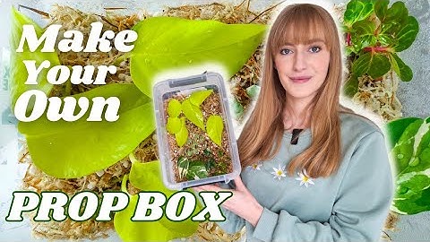 Easy Way To Propagate Your Houseplants - Propagation Box!
