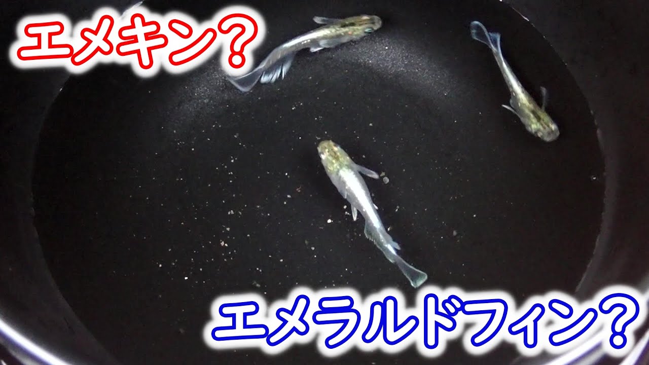 Medaka] Emekin? Emeraldfin? What