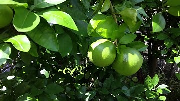 Ruby Red Grapefruit Tree July 2015