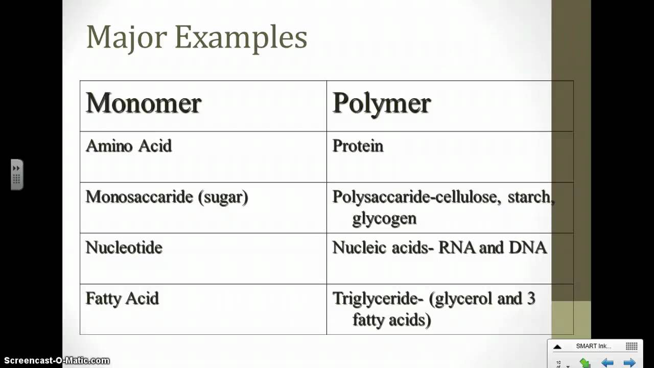Monomers and Polymers - YouTube