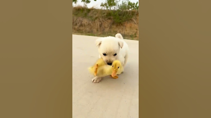 patitos y perro amigos TIERNOS