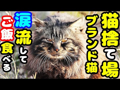 けい様　取り置き中　三毛猫ドラマー　流れ星流れるクローバー畑　Bathroom Harbor Cat Headbutts the Camera on the Breakwater! - YouTube