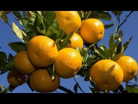 Video: Koje Su Blagodati I štete Mandarina Za Ljudsko Tijelo