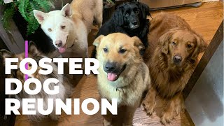 Foster Dog Reunion! by Live Breathe Dogs 169 views 2 years ago 3 minutes, 12 seconds