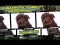 Top 10 amazing facts about Affenpinscher. の動画、YouTube動画。