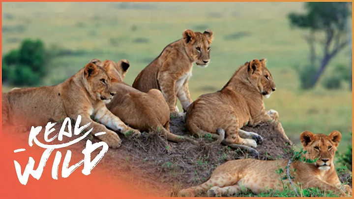 A Magnificent Lion Pride Lies In Wait To Ambush Prey | The Lions Of Etosha | Real Wild - DayDayNews