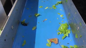 Spinach sorting machine Genius - TOMRA Sorting