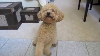 Super smart poodle BB More Tricks!! (v.3)聰明的紅貴賓! by lemoneicey 11,827 views 12 years ago 3 minutes, 28 seconds