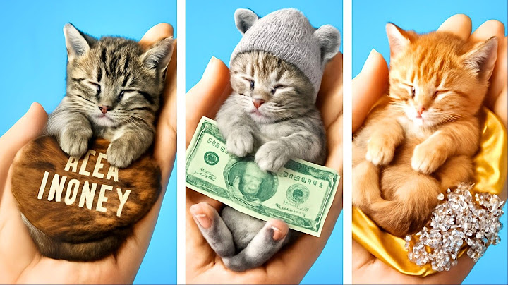 Секретный кошачий сюрприз! Узнает ли мама о бедном спрятанном котике? 🐱🎉