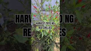 Download Lagu Harvest Time #chile #chillies MP3 Download Lagu Harvest Time #chile #chillies MP3