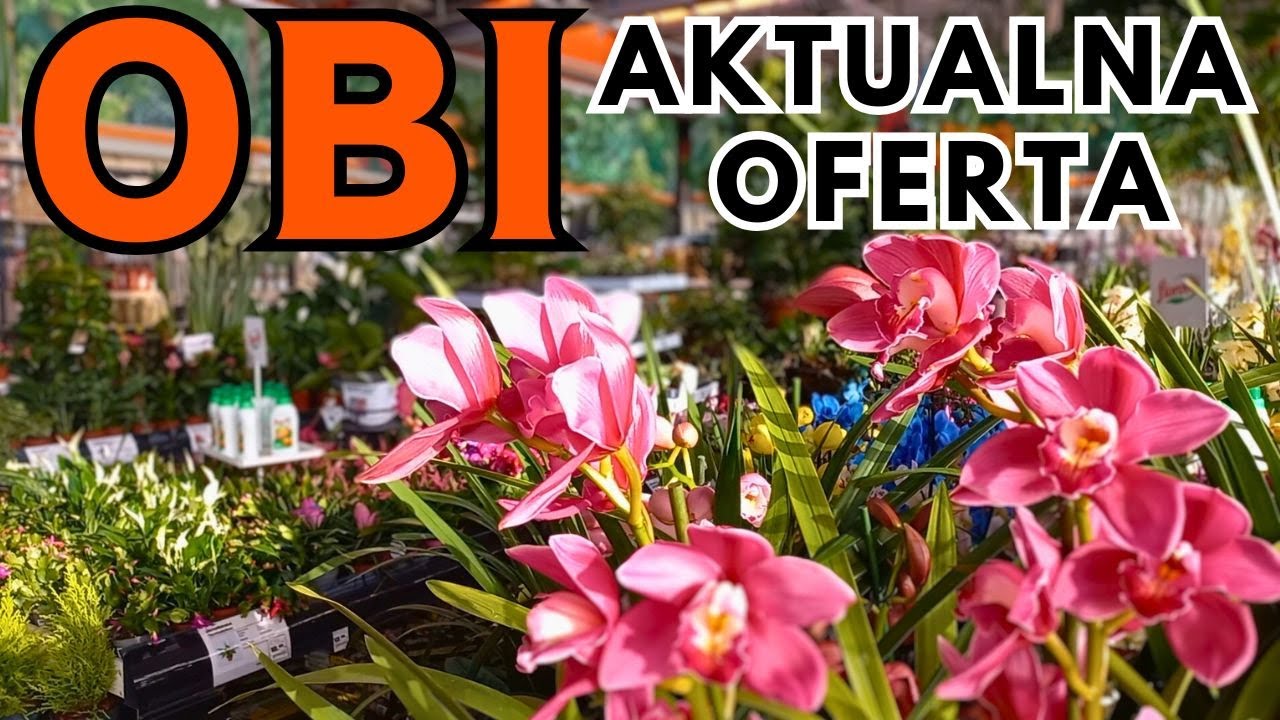 Przegląd OBI- kwitnąco, kolorowo, kolekcjonersko