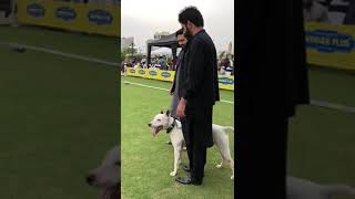 Tiger Gultair Dog 1St Position Lahore Dog Show