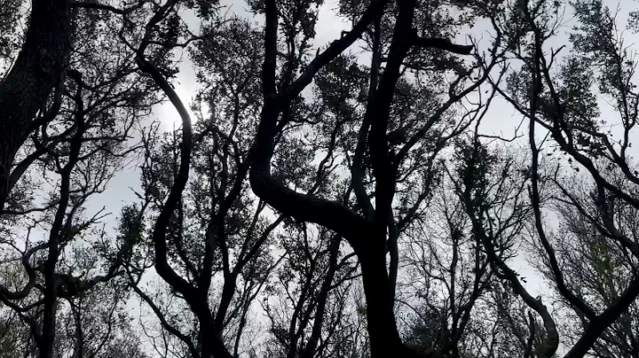 Myrtle Beach State Park
