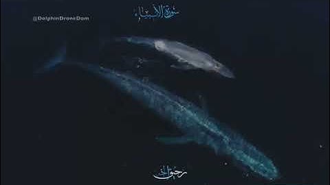 ارح قلبك قليلاً - قرآن كريم بصوت اسلام صبحي ♥️.