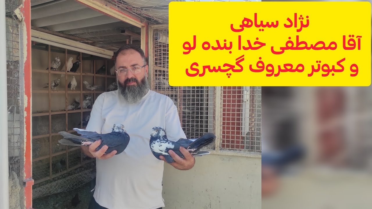 ابلق معروف گچسر تا اخر ببینیم 