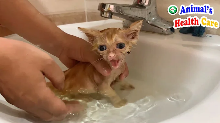 Video 1481041: rescue kitten first bath, rescue meowing kittens, bath meows loudly, cat pets, animal rescue