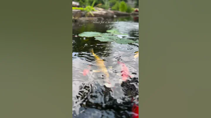 Koi Fish Relaxing Moment #shorts