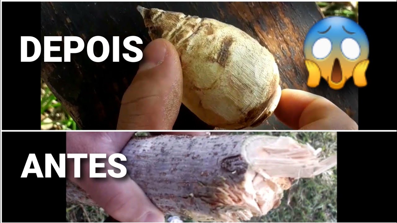 Pião, 3 Unidades De Peão De Madeira Maciça.