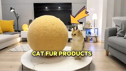 Video 11841161: funniest cat funnycats, cats collection funny